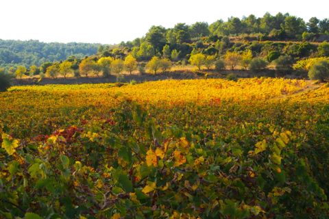 Grape Harvest in the Corbieres.